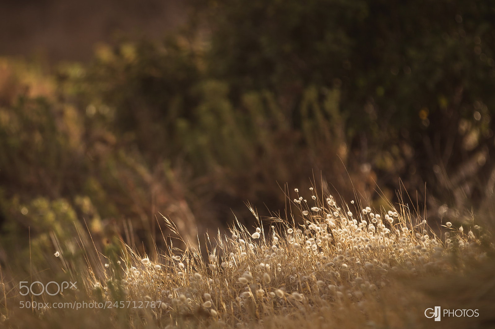 Canon EOS 60D sample photo. Splash of light photography