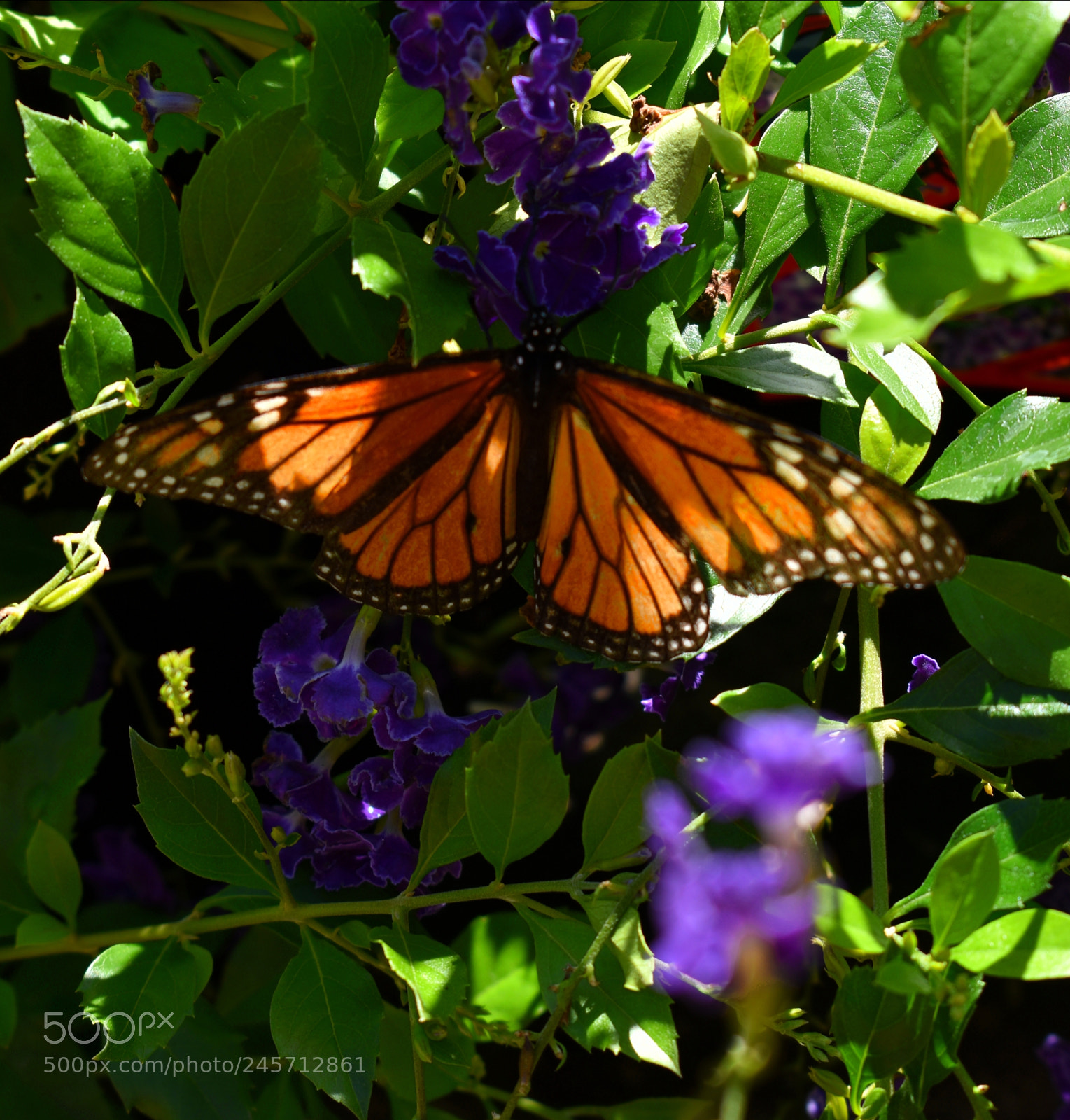 Nikon D5600 sample photo. Reigning monarch photography