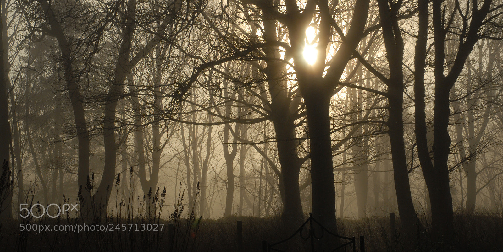Nikon D200 sample photo. Cold and foggy morning photography