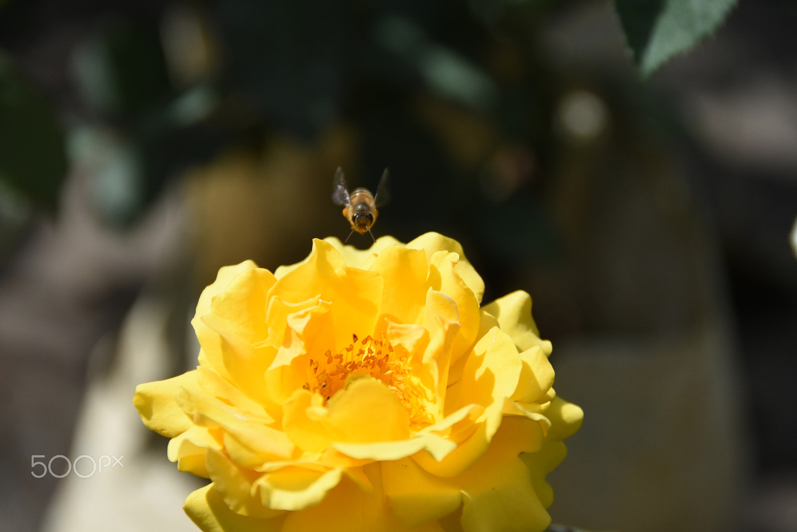 Nikon D7200 sample photo. An exquisite chemist photography