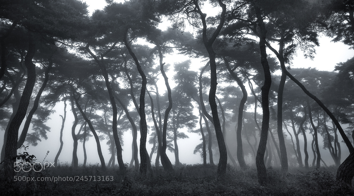 Canon EOS 5D sample photo. 안개서린  임한리솔밭 photography