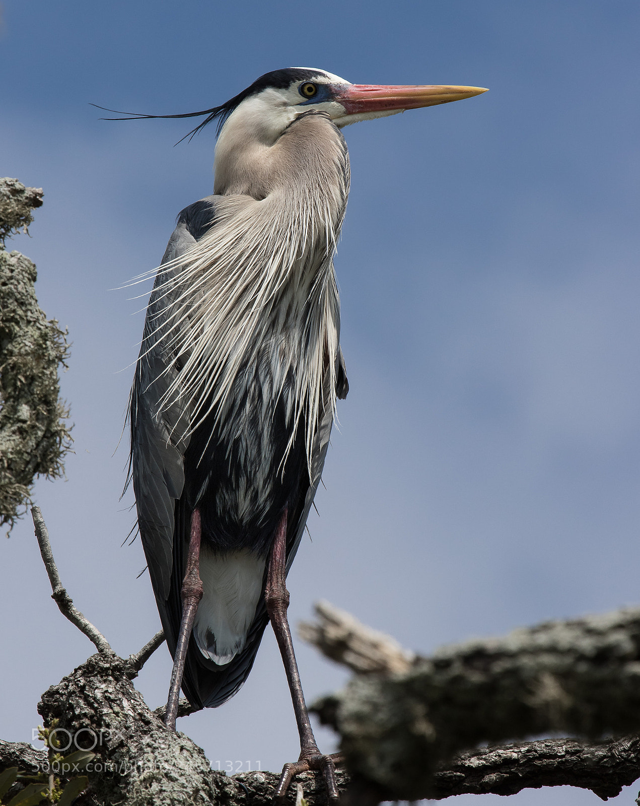 Canon EOS 7D Mark II sample photo. Great blue heron photography