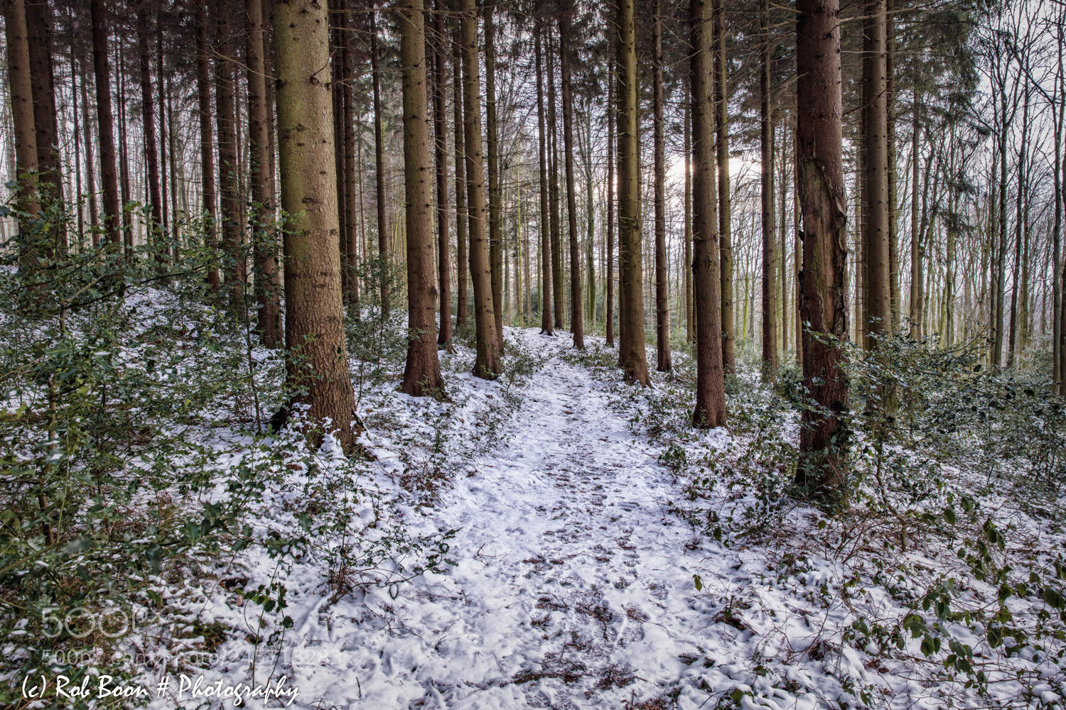 Canon EOS 5DS sample photo. Friendly forest @ vijlenerbos 2 photography