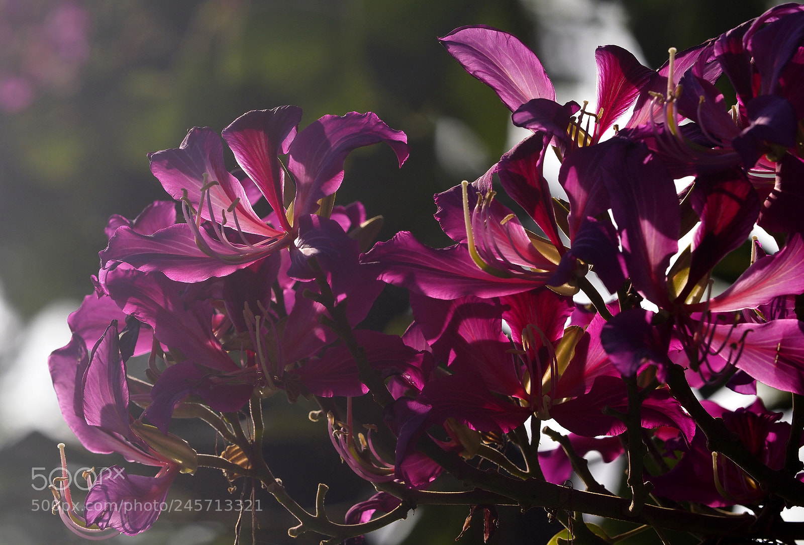 Olympus OM-D E-M1 Mark II sample photo. Warm sunlight & bauhinia photography