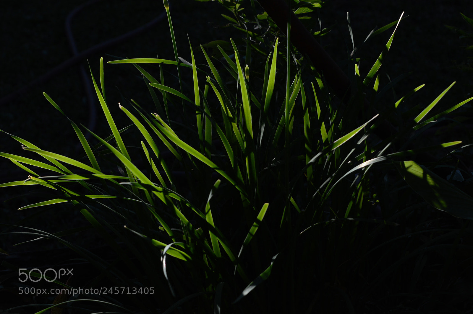 Nikon D3200 sample photo. Green//black photography