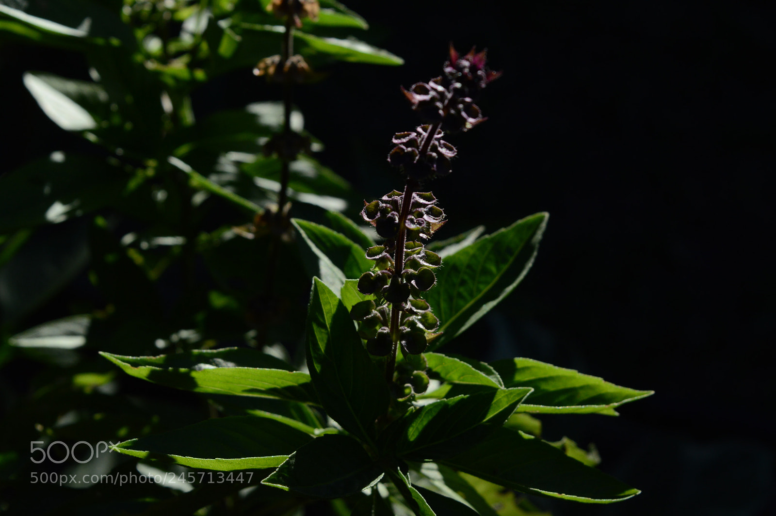 Nikon D3200 sample photo. Up close flower photography