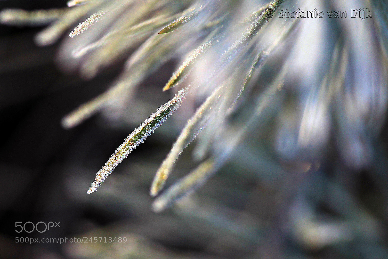 Canon EOS 60D sample photo. Frozen photography