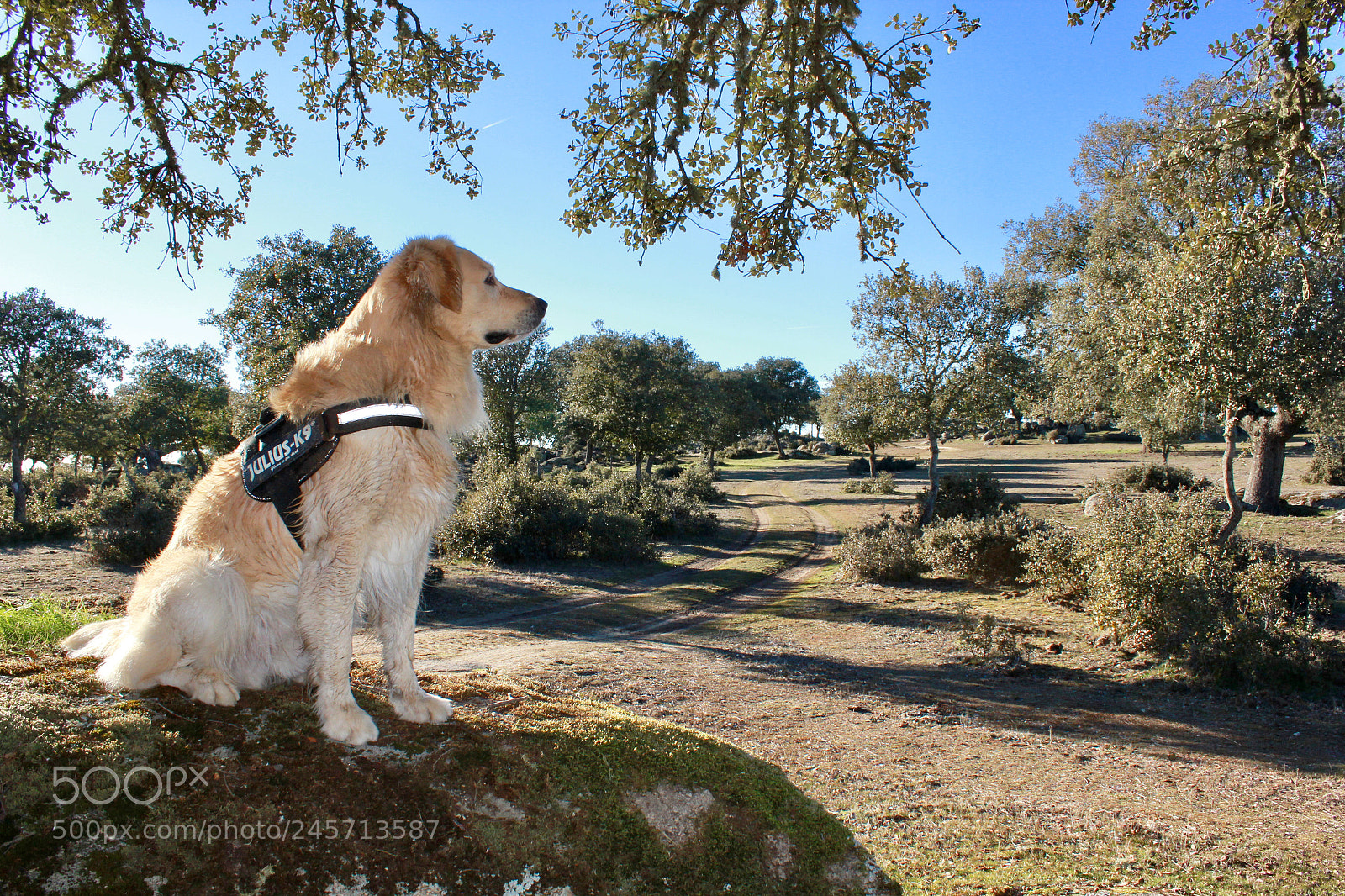 Canon EOS 550D (EOS Rebel T2i / EOS Kiss X4) sample photo. Nearly wolf photography