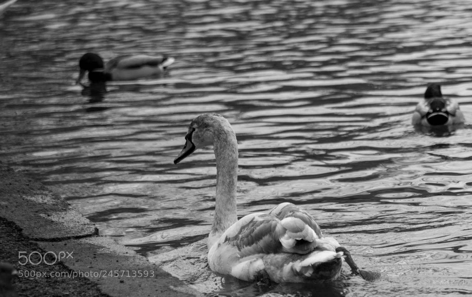 Nikon D850 sample photo. Swan photography