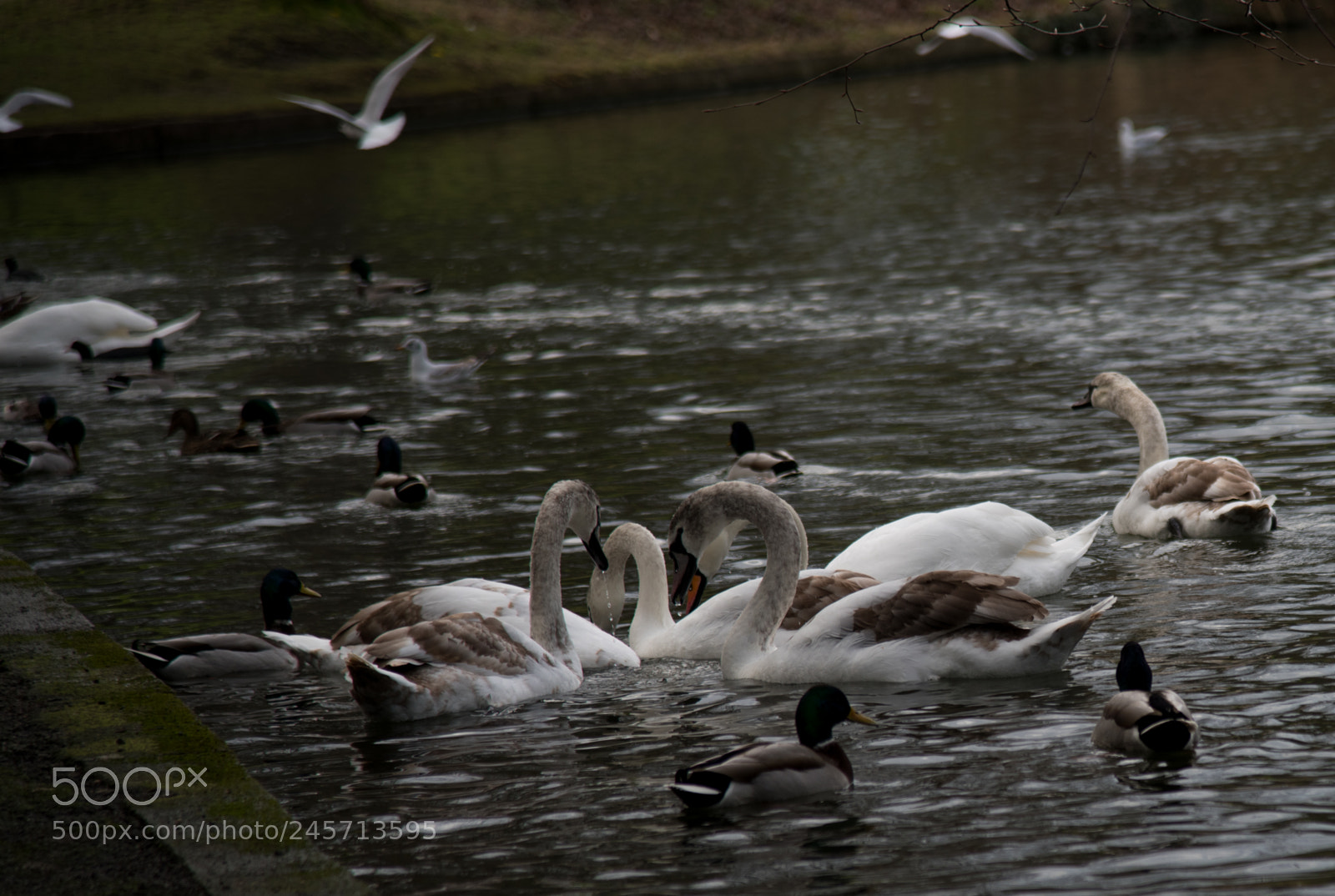 Nikon D850 sample photo. Swan photography