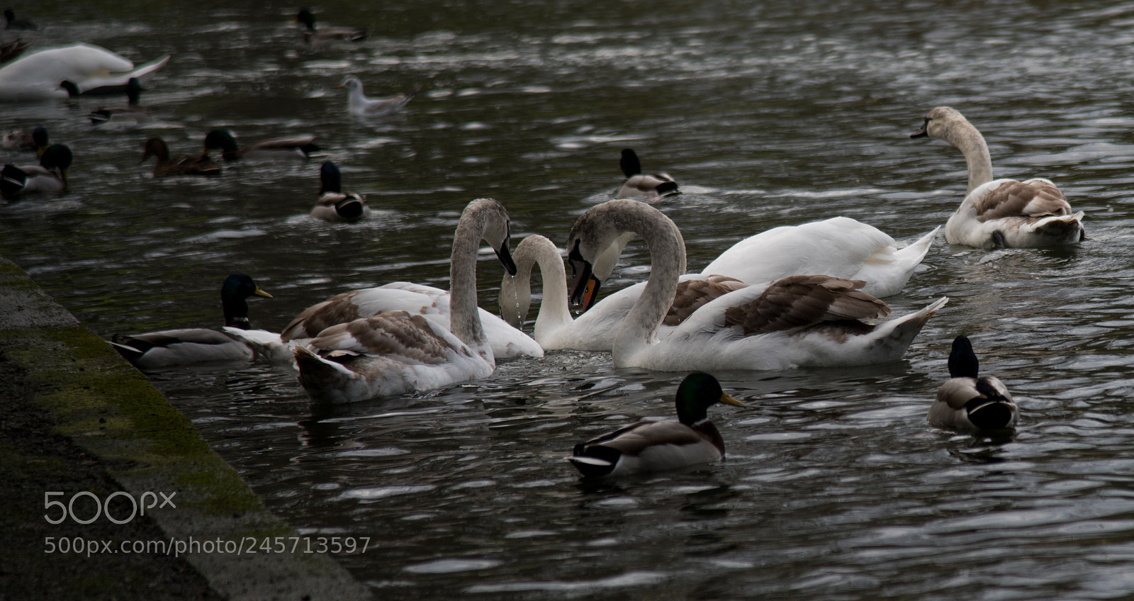 Nikon D850 sample photo. Swan photography