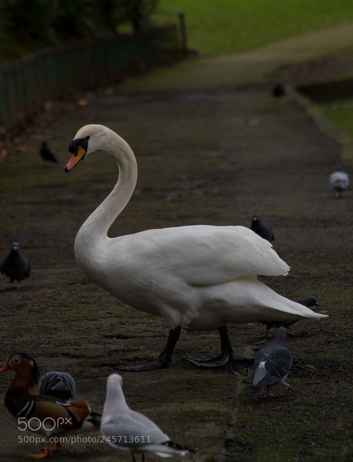 Nikon D850 sample photo. Swan photography