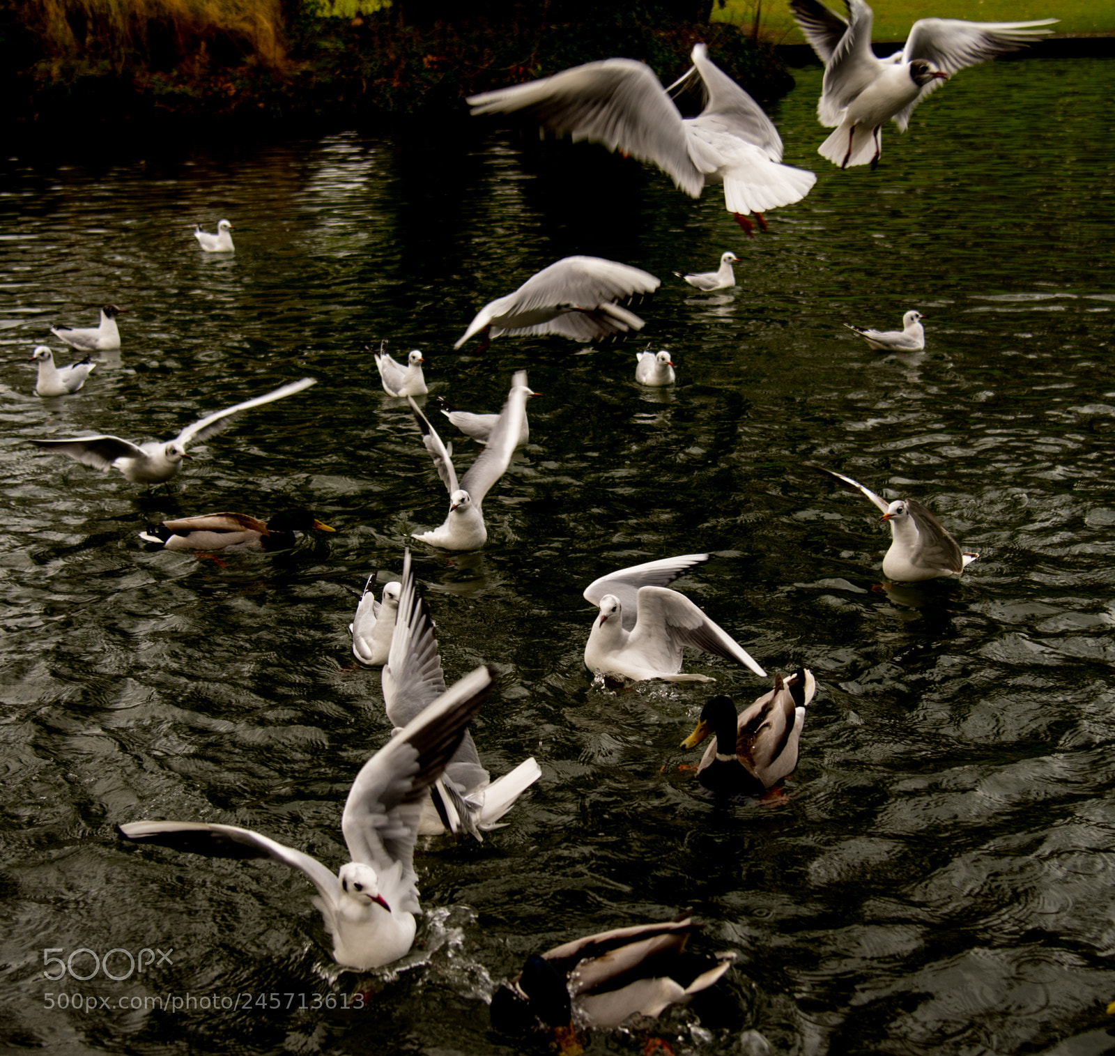 Nikon D850 sample photo. Birds photography