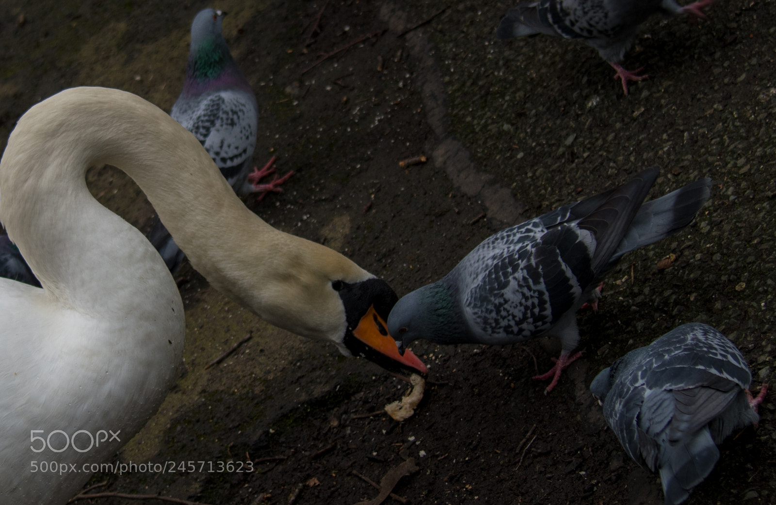 Nikon D850 sample photo. Swan photography