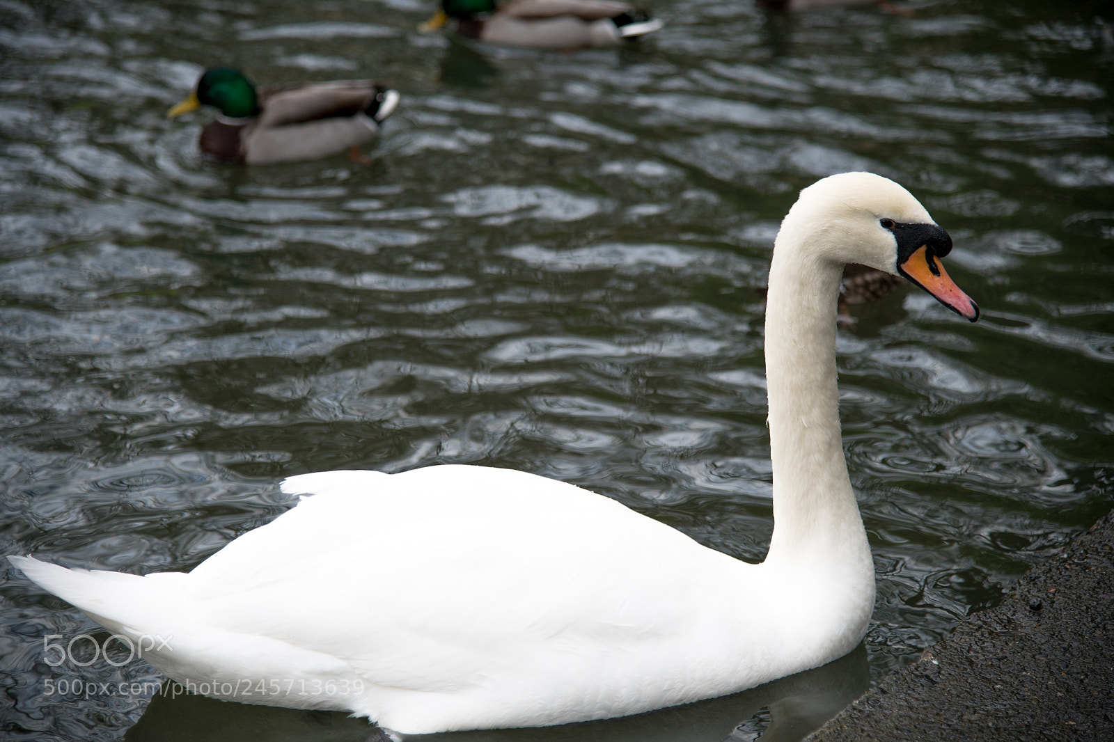 Nikon D850 sample photo. Swan photography