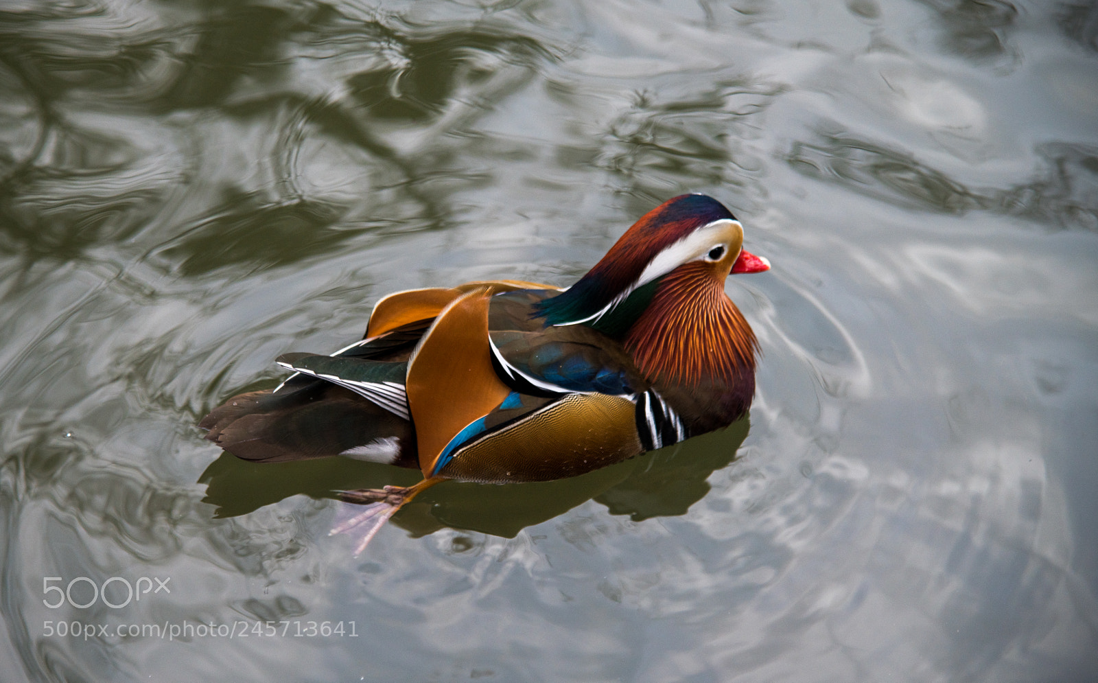 Nikon D850 sample photo. Colorful bird photography