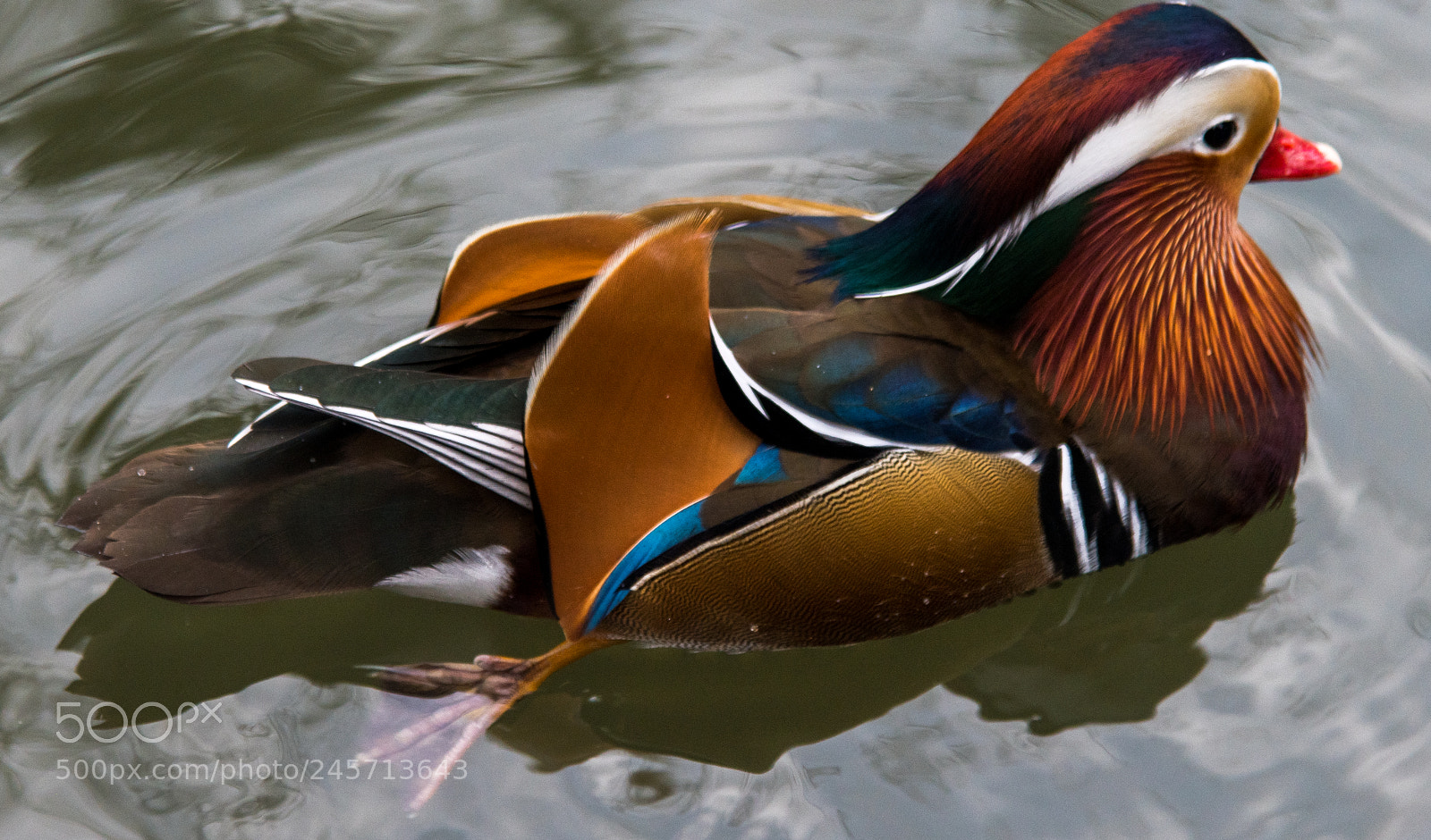 Nikon D850 sample photo. Colorful bird photography