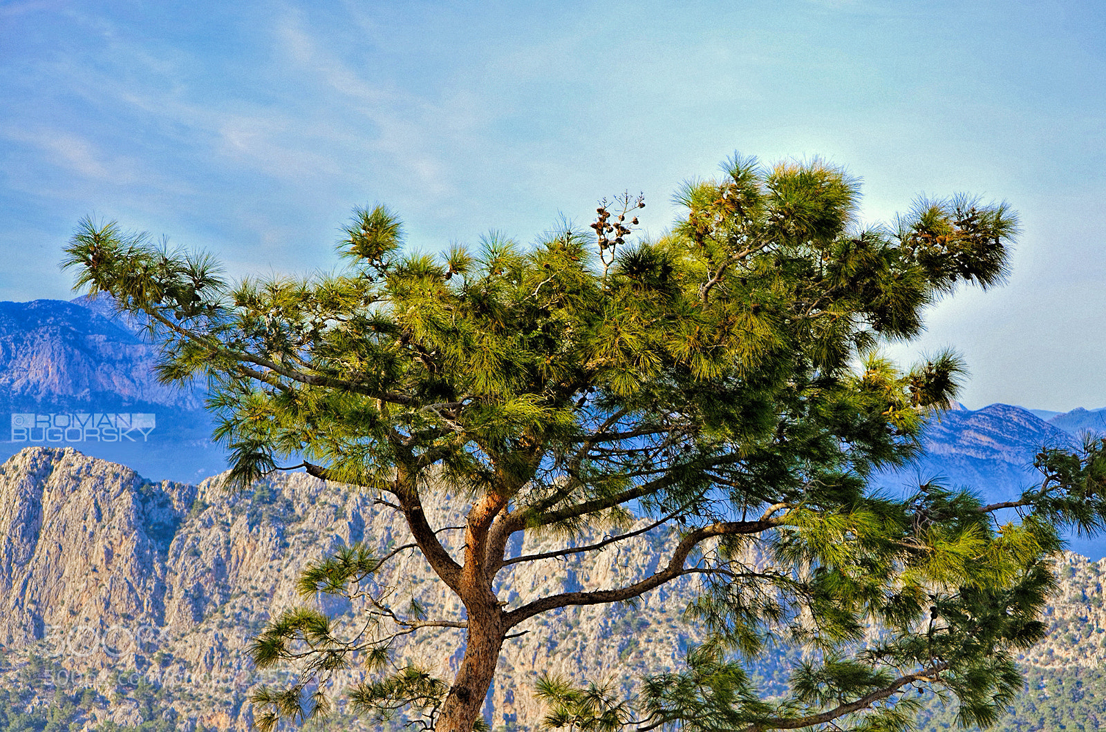 Nikon D5100 sample photo. Pine tree / Сосна photography
