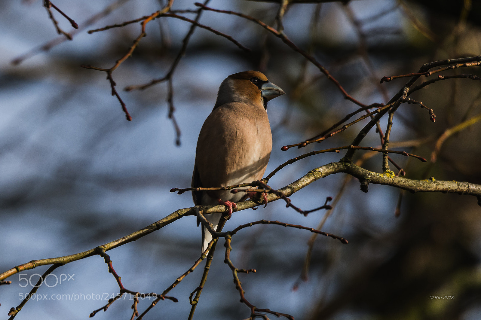 Nikon D850 sample photo. Grosbec photography