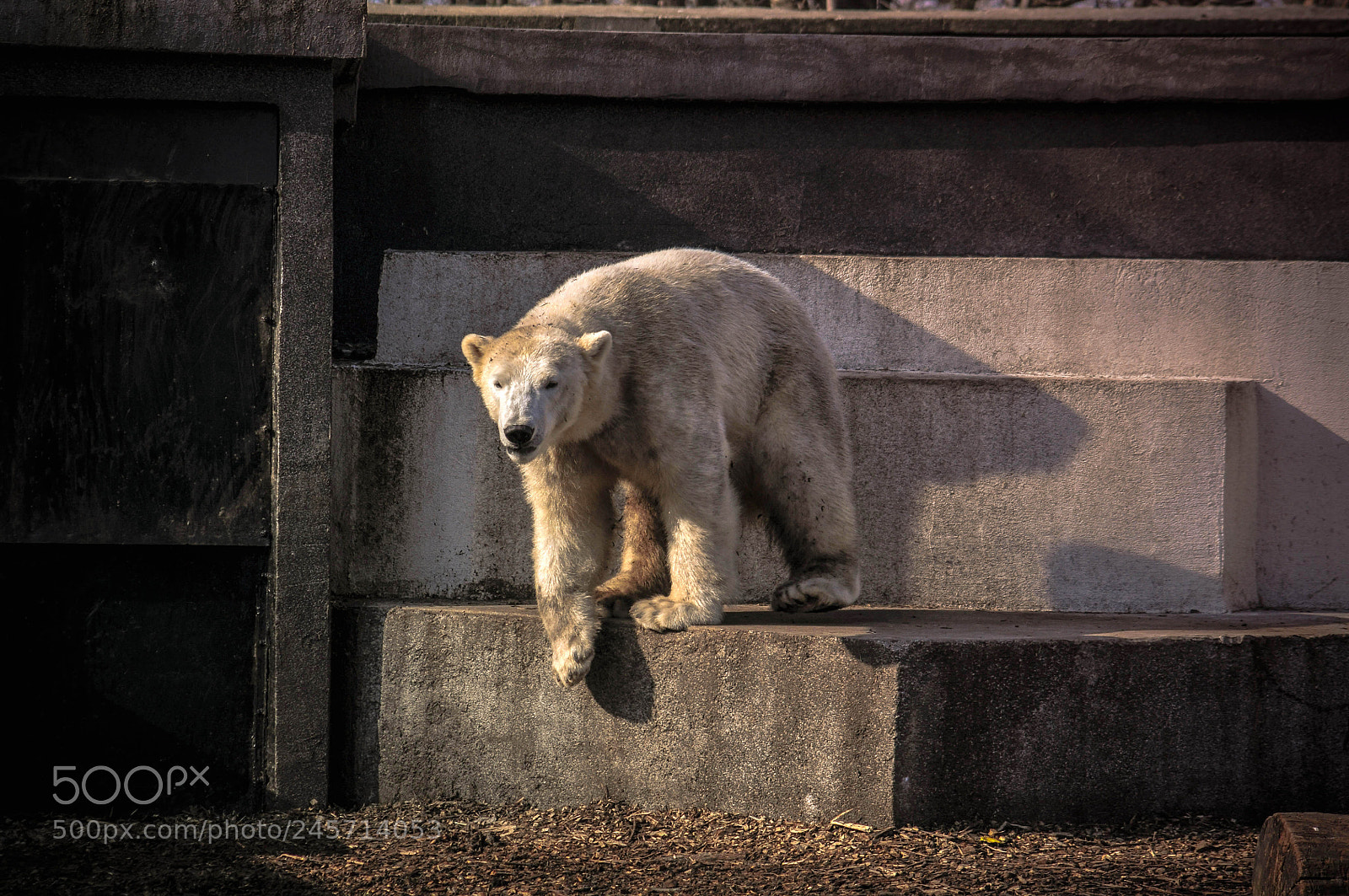 Nikon D300S sample photo. Polar bear photography