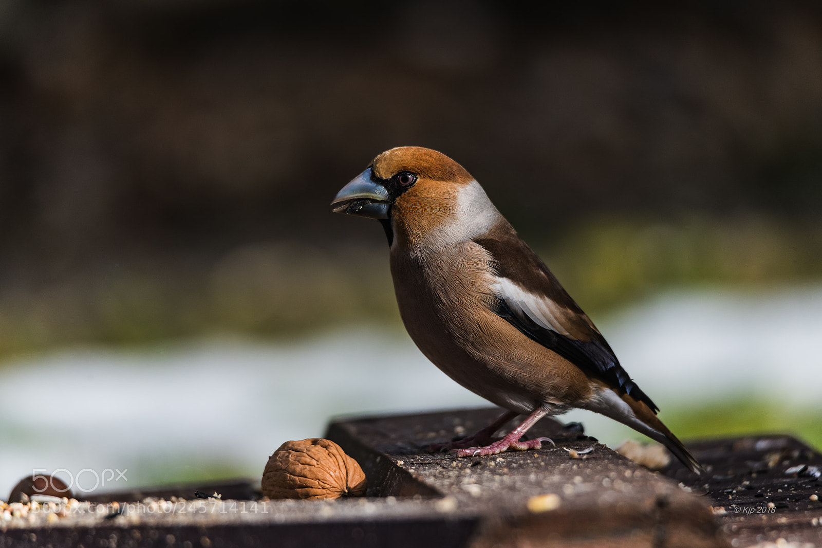 Nikon D850 sample photo. Grosbec photography