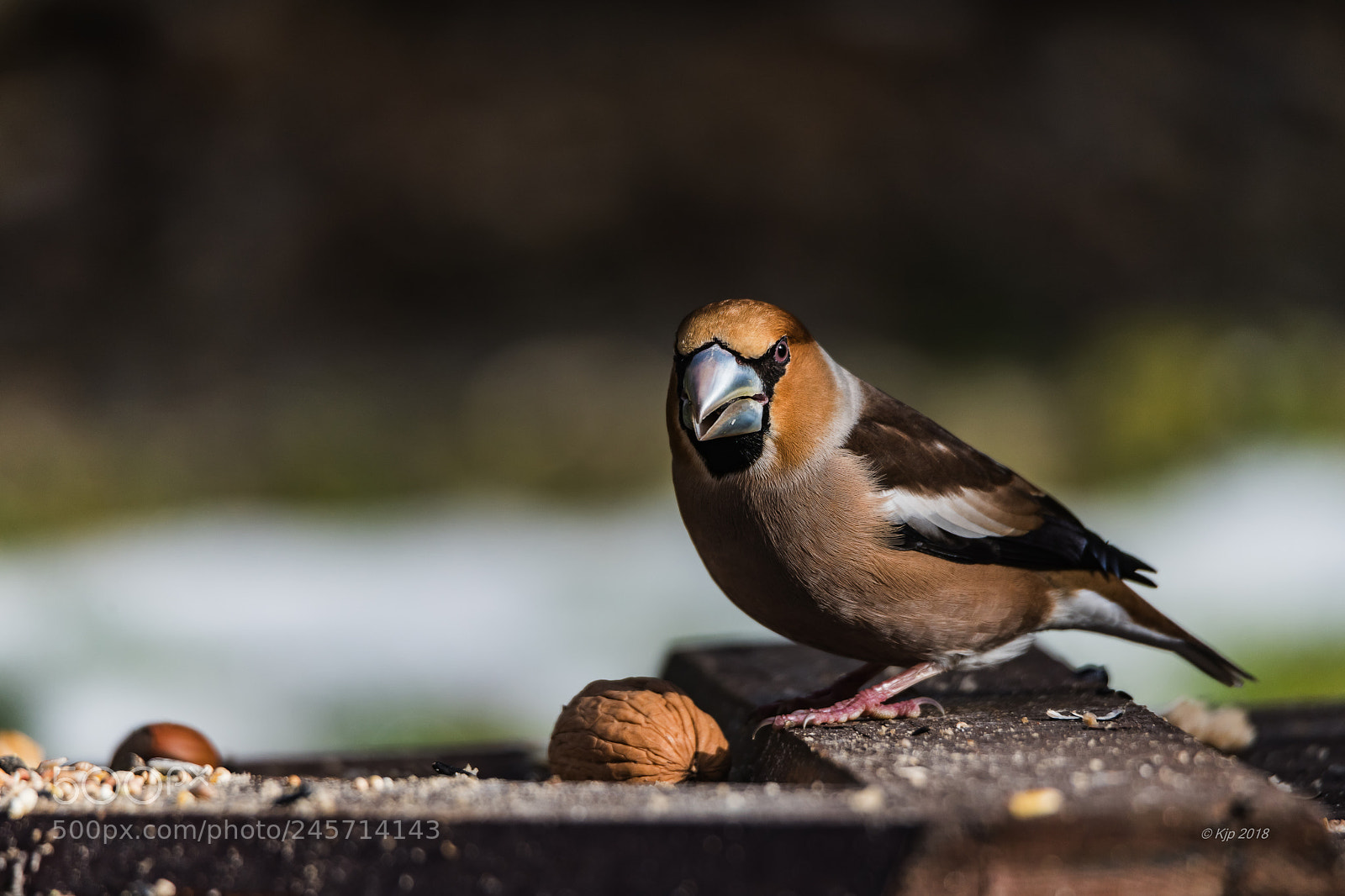 Nikon D850 sample photo. Grosbec photography