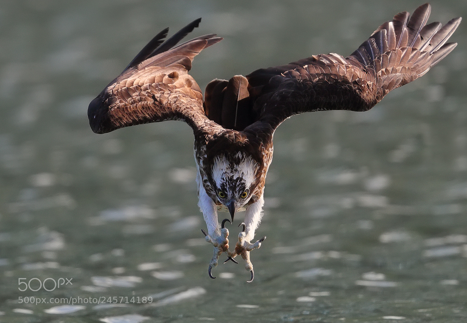 Canon EOS-1D X Mark II sample photo. Osprey photography