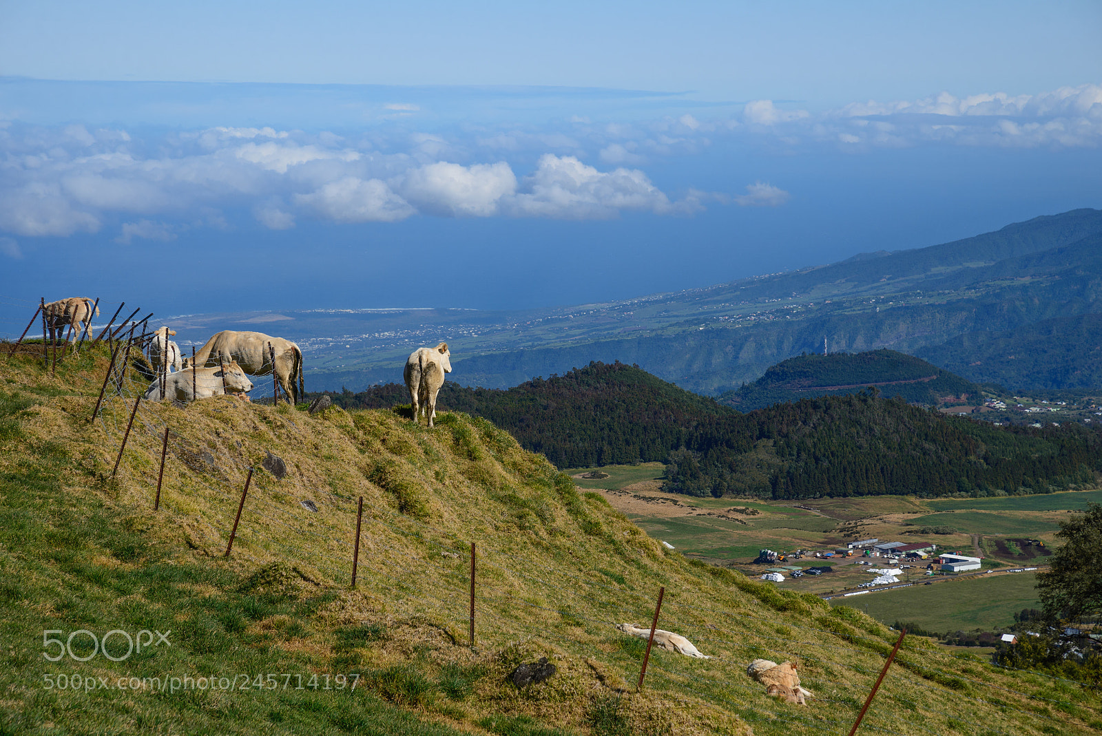 Nikon D600 sample photo. Cows facing the indian photography