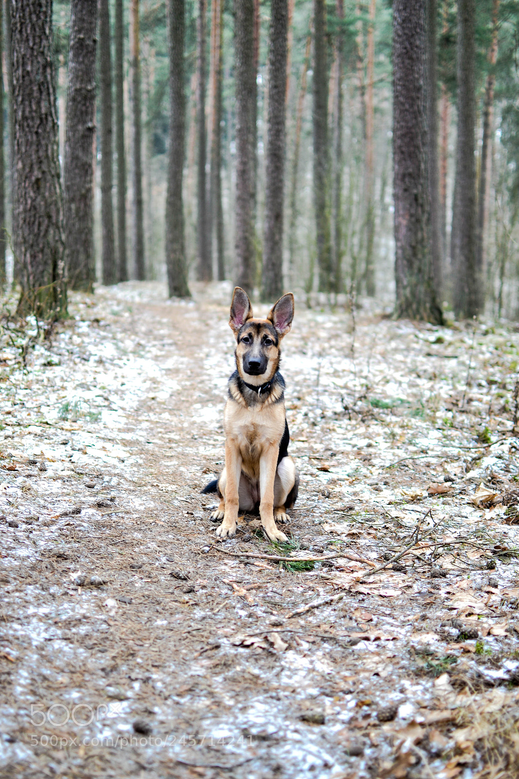 Nikon D3100 sample photo. Freja photography