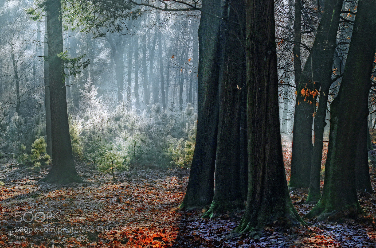 Canon EOS 7D Mark II sample photo. A walk on a photography