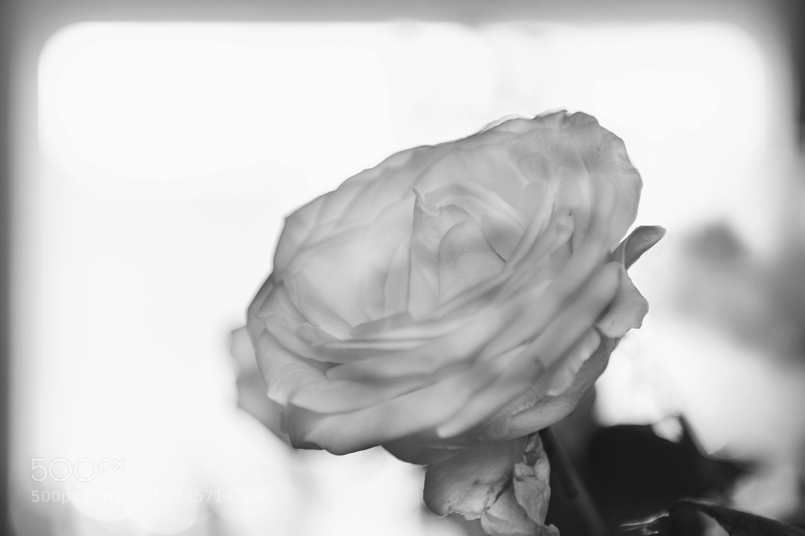 Nikon D850 sample photo. A rose for you photography