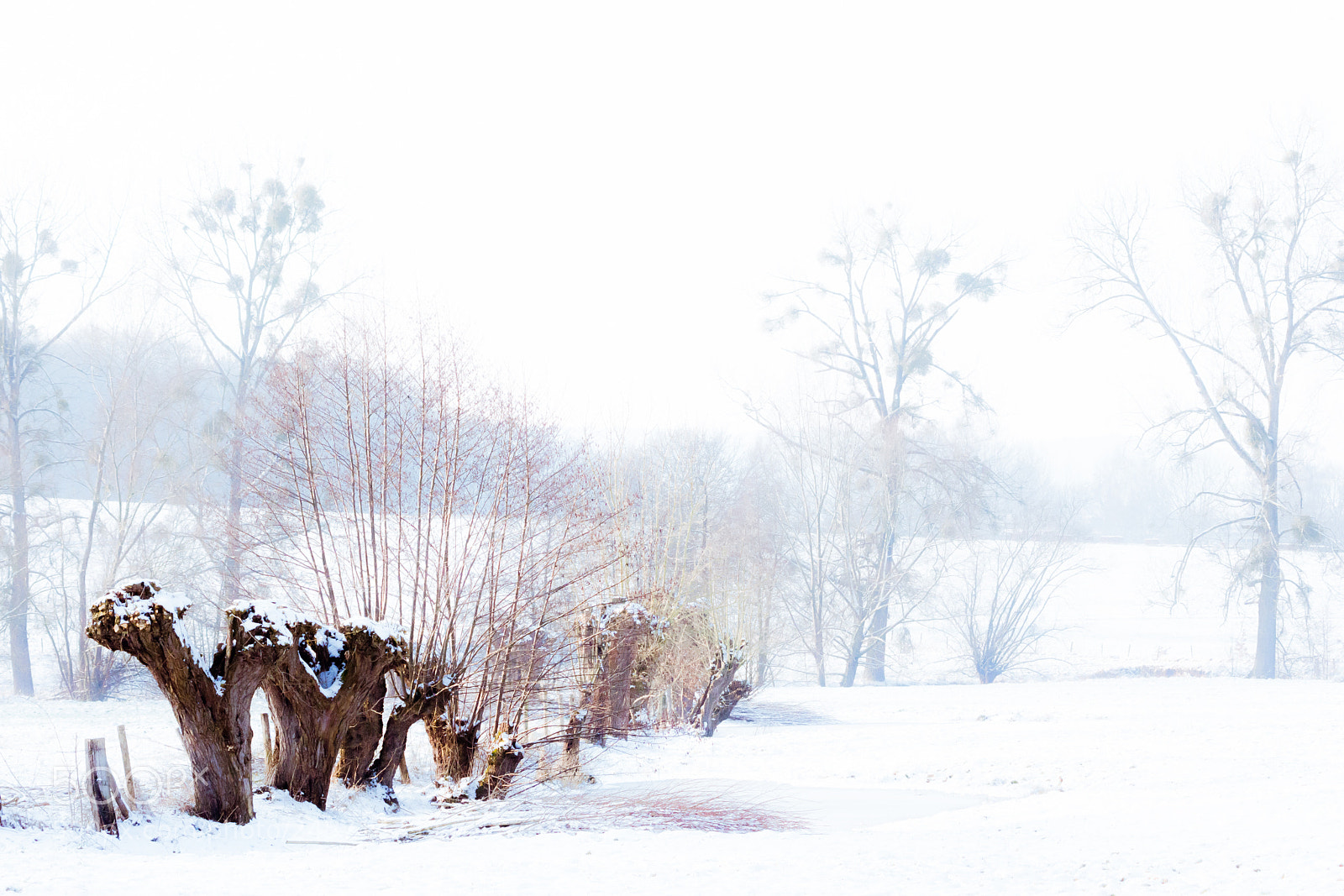 Nikon D7200 sample photo. Willows in the snow photography