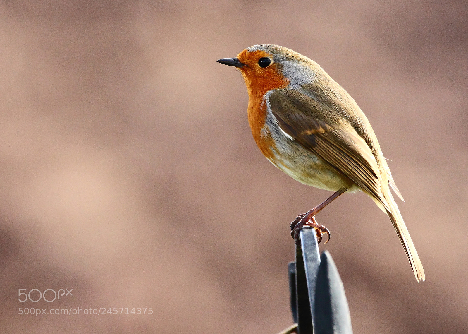 Canon EOS-1D Mark IV sample photo. Robin photography