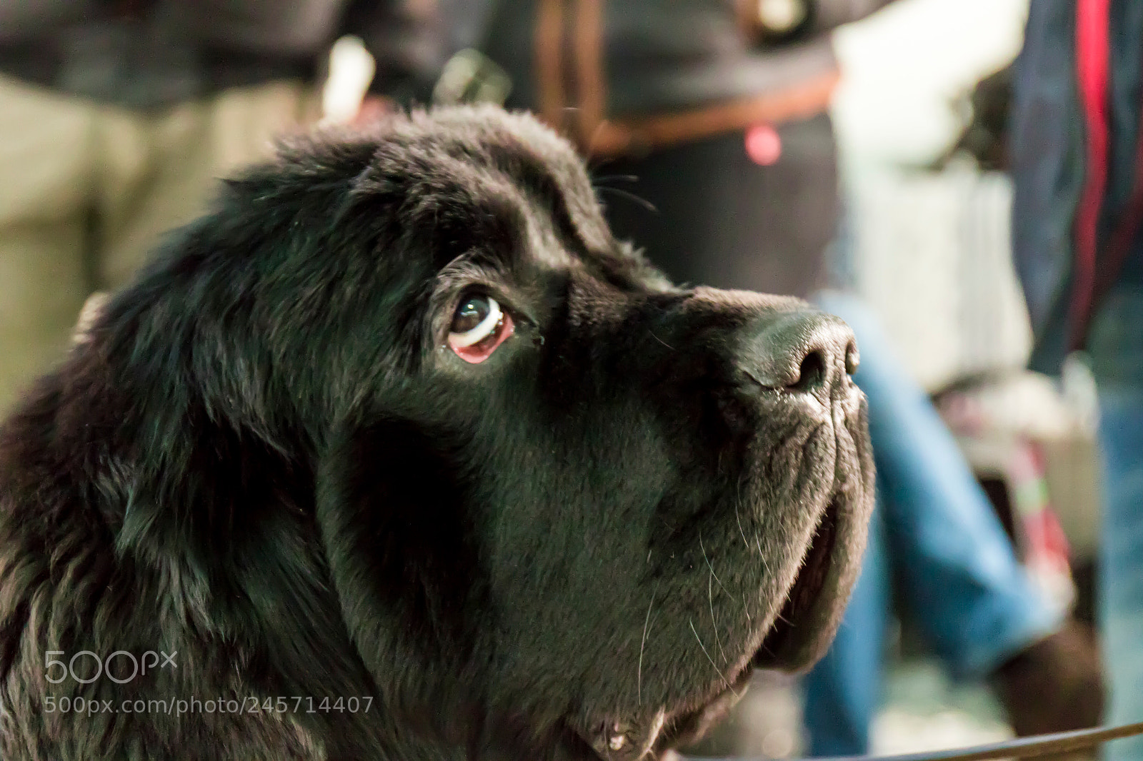 Canon EOS 7D Mark II sample photo. Am i still a photography