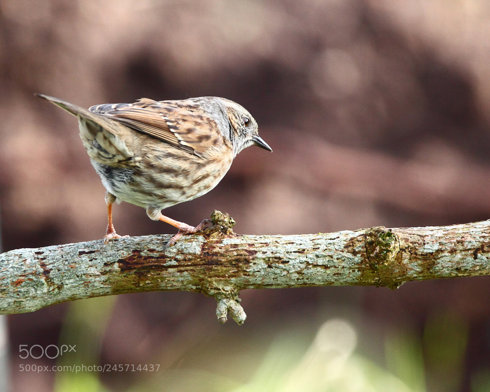 Canon EOS-1D Mark IV sample photo. Dunnock photography