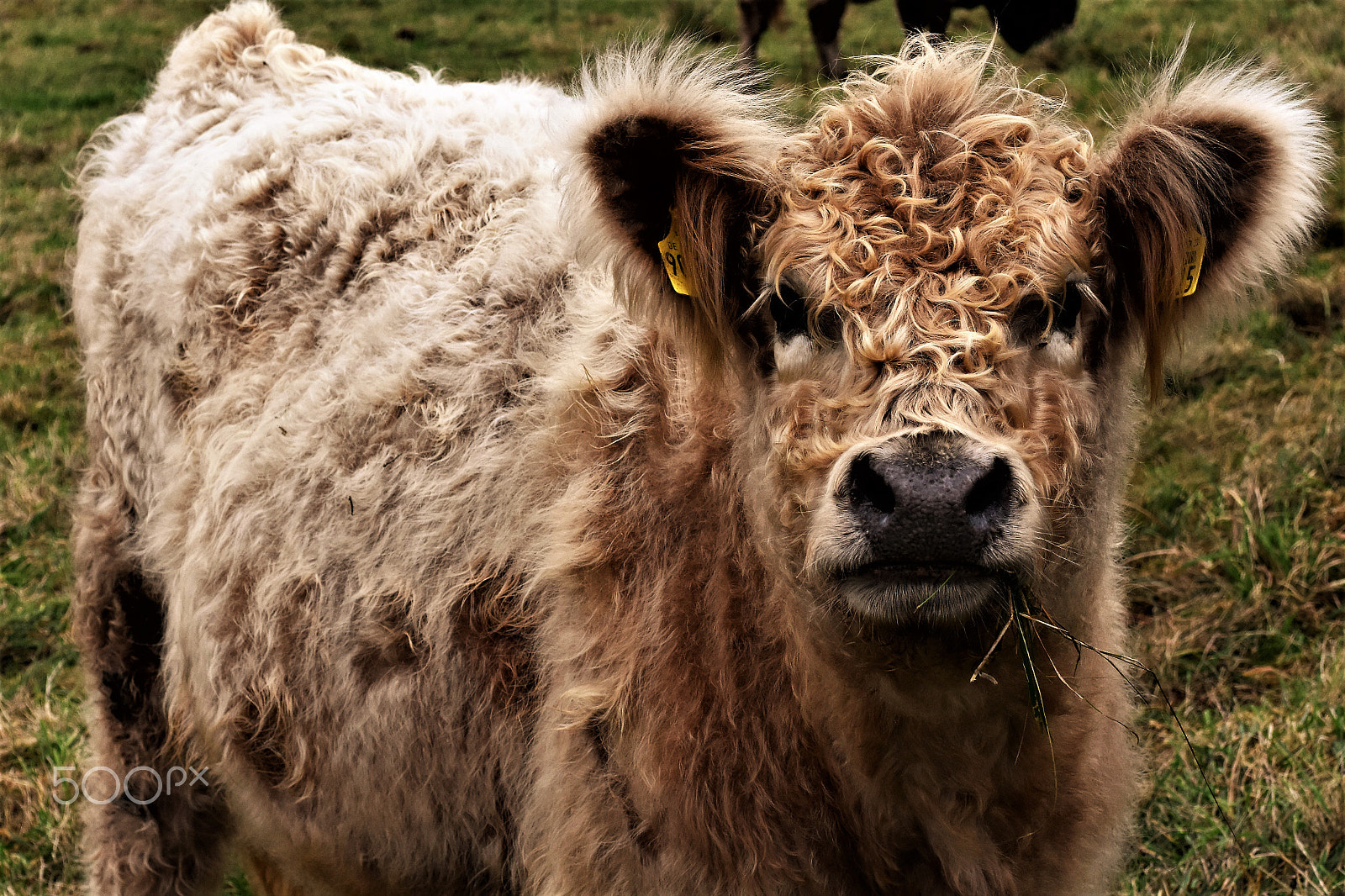 Nikon D7200 sample photo. Wo bleibt der friseur-where is the hairdresser photography