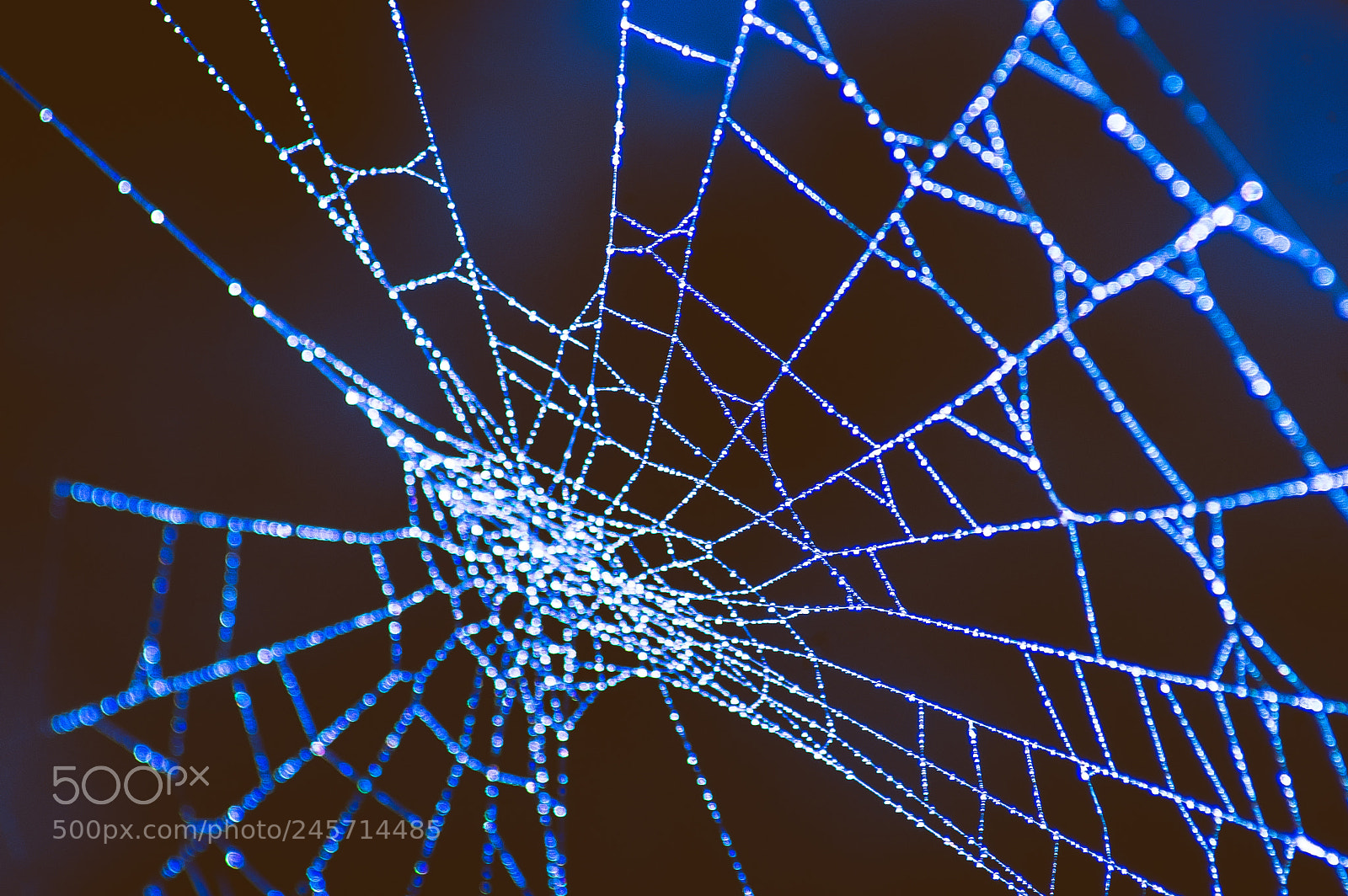 Nikon D50 sample photo. Spider home photography