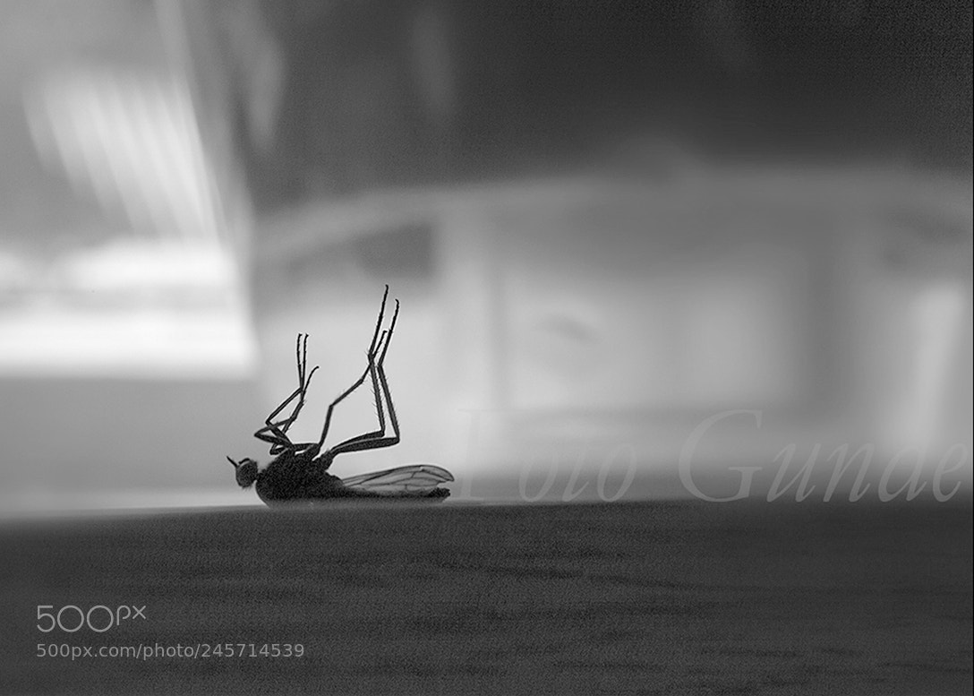 Canon EOS 5D sample photo. A long-leg beauty in photography