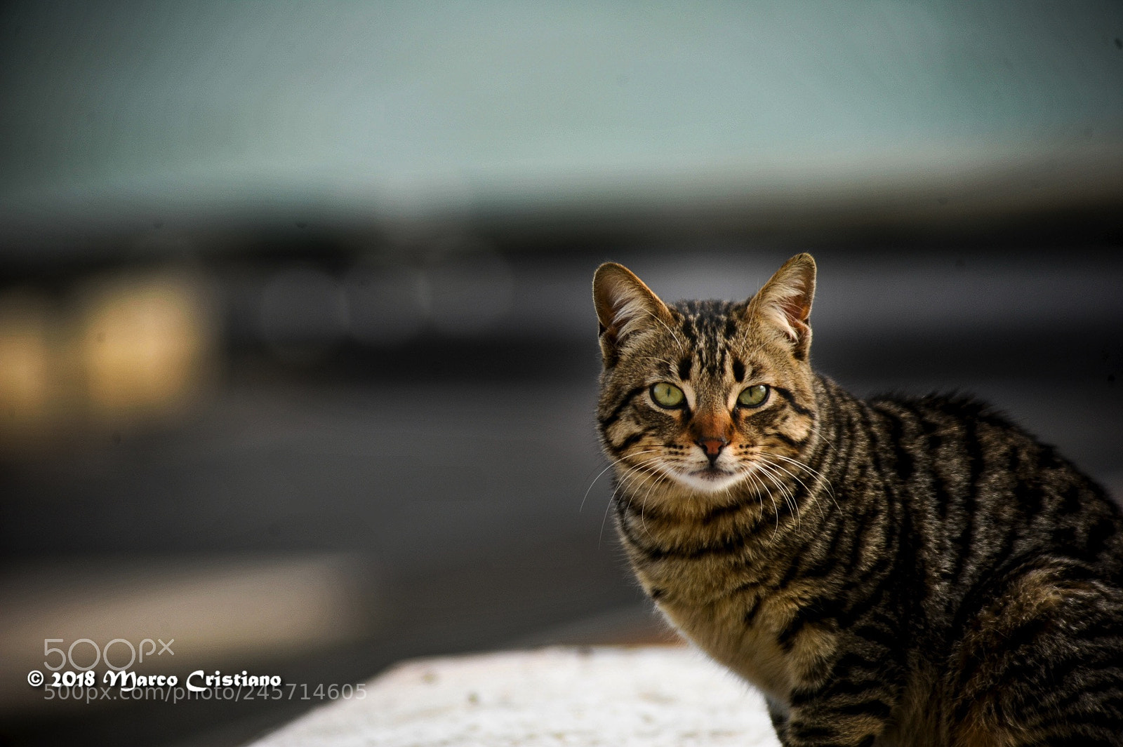 Nikon D700 sample photo. Incontri.. photography