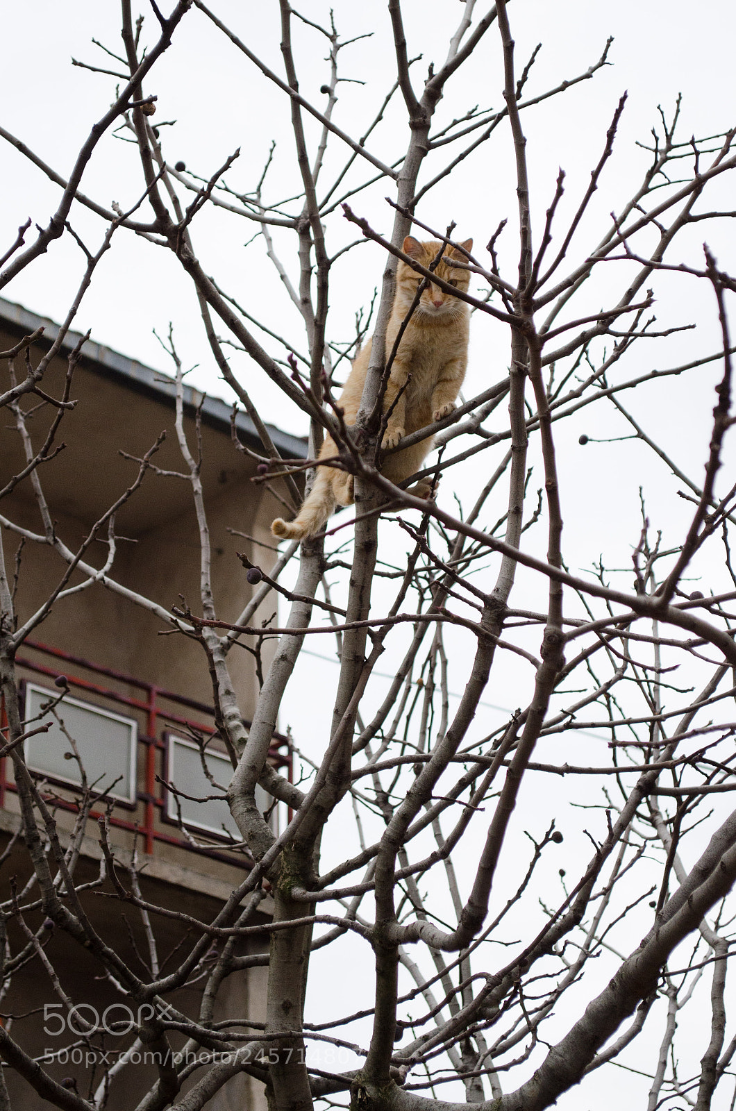 Nikon D5100 sample photo. Moze li biti ludji photography