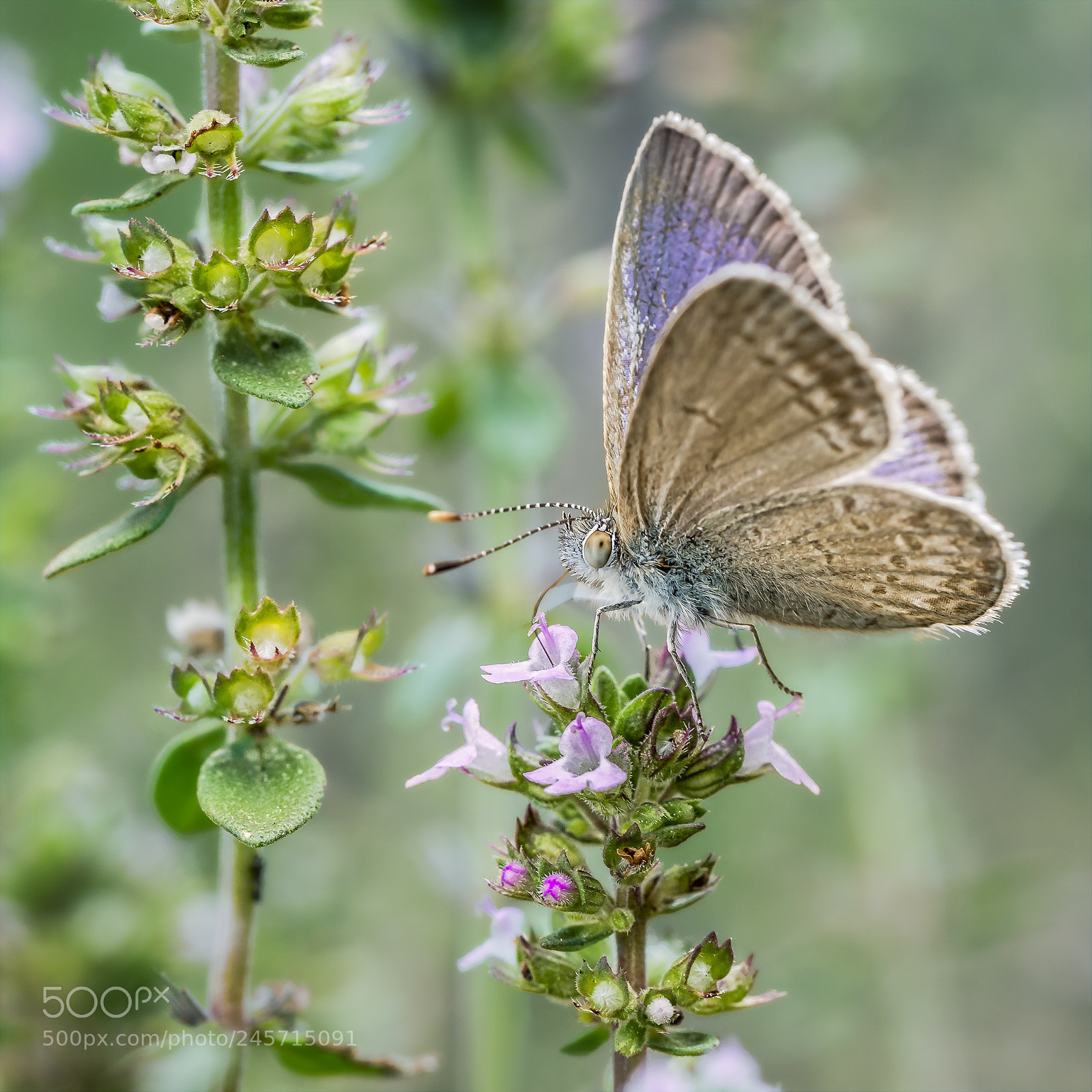 Olympus OM-D E-M5 sample photo. Common grass blue butterfly #5 photography