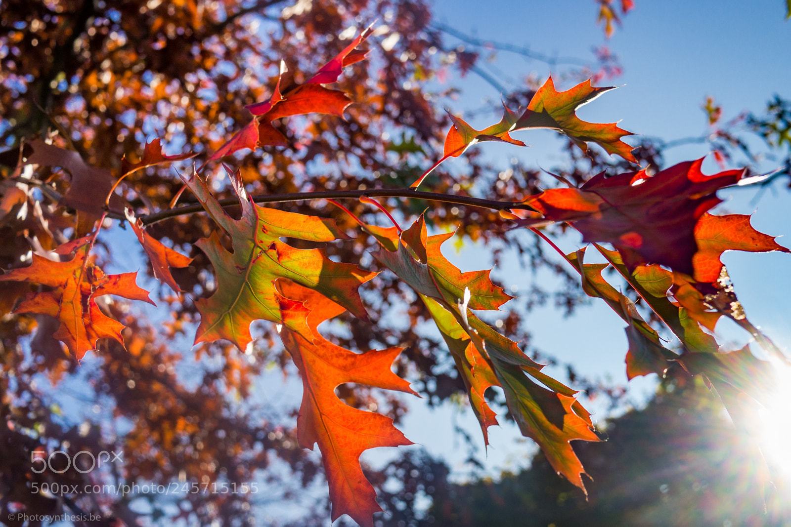Olympus OM-D E-M10 sample photo. Red autumn leaves photography