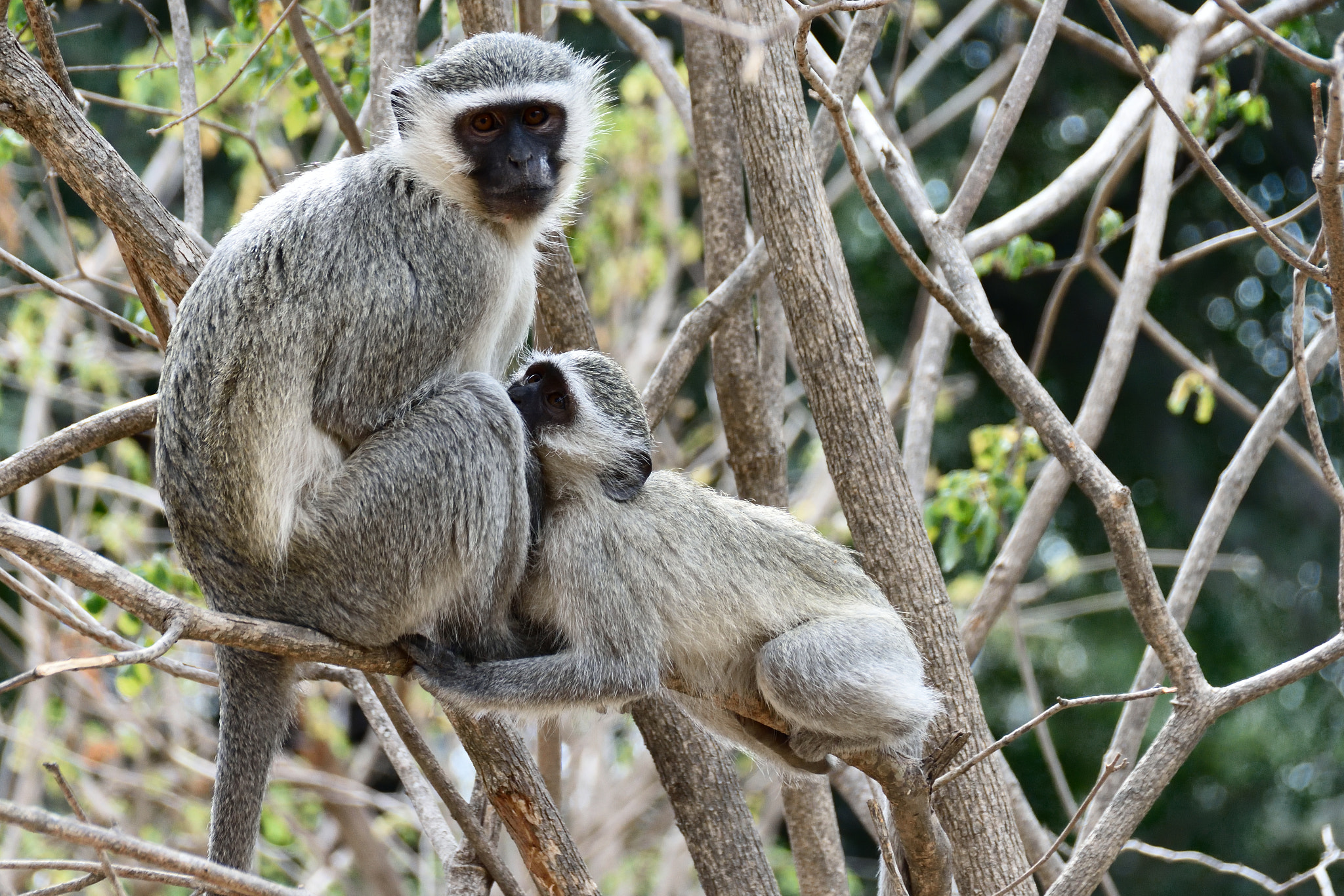 Nikon D5500 + Sigma 18-250mm F3.5-6.3 DC Macro OS HSM sample photo. Vervet monkey photography