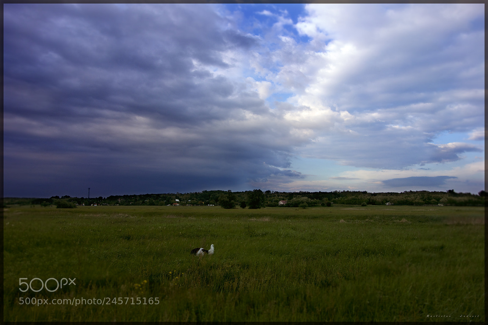 Sony Cyber-shot DSC-RX100 sample photo. Meadow photography