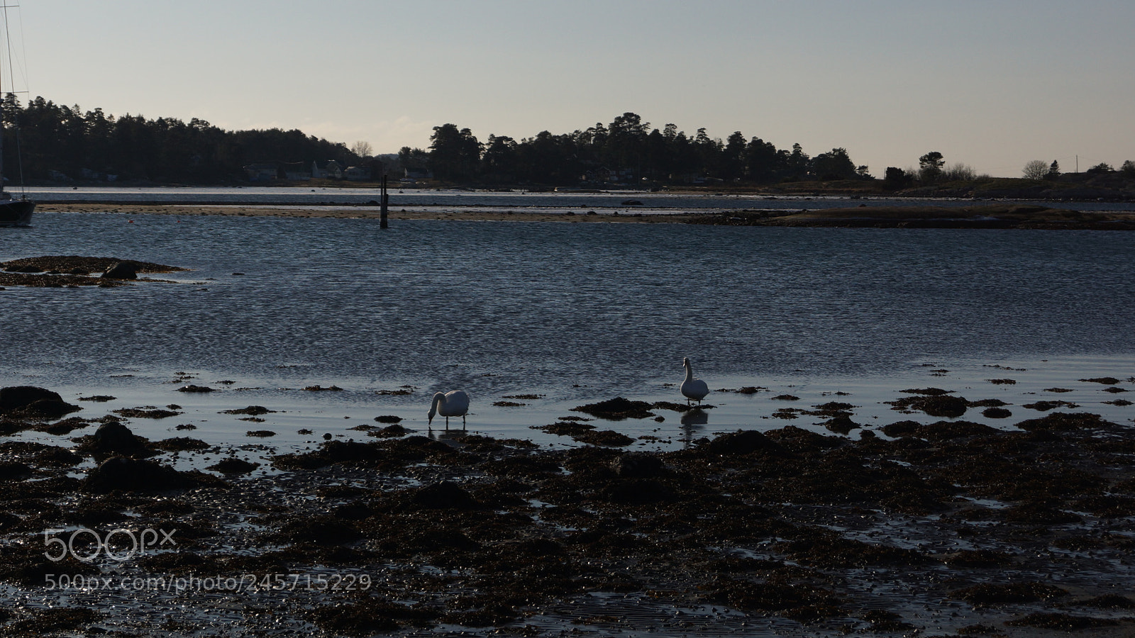 Sony SLT-A65 (SLT-A65V) sample photo. Swans at the seaside photography