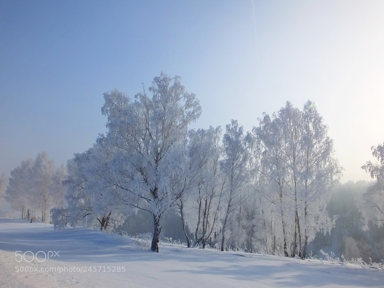 Fujifilm FinePix HS50 EXR sample photo. Winter forest photography