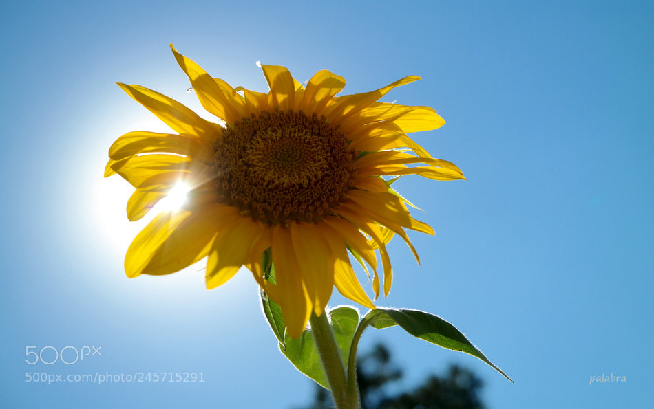 Samsung NX30 sample photo. ... photography