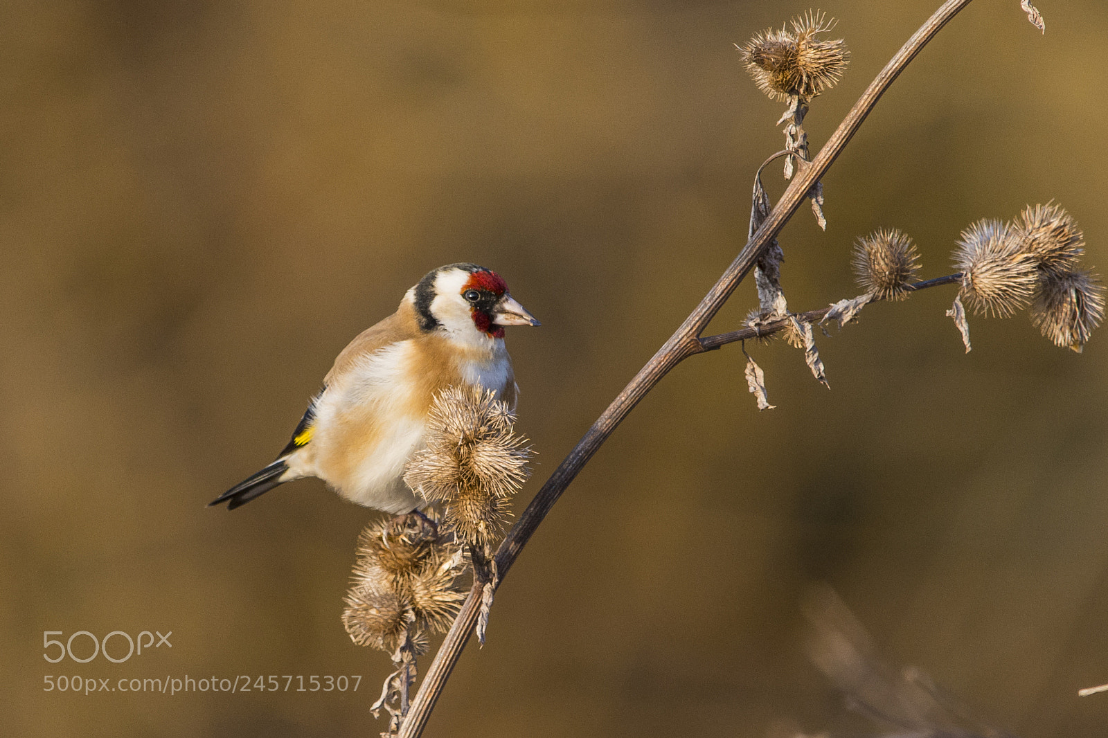 Nikon D7100 sample photo. European goldfinch photography