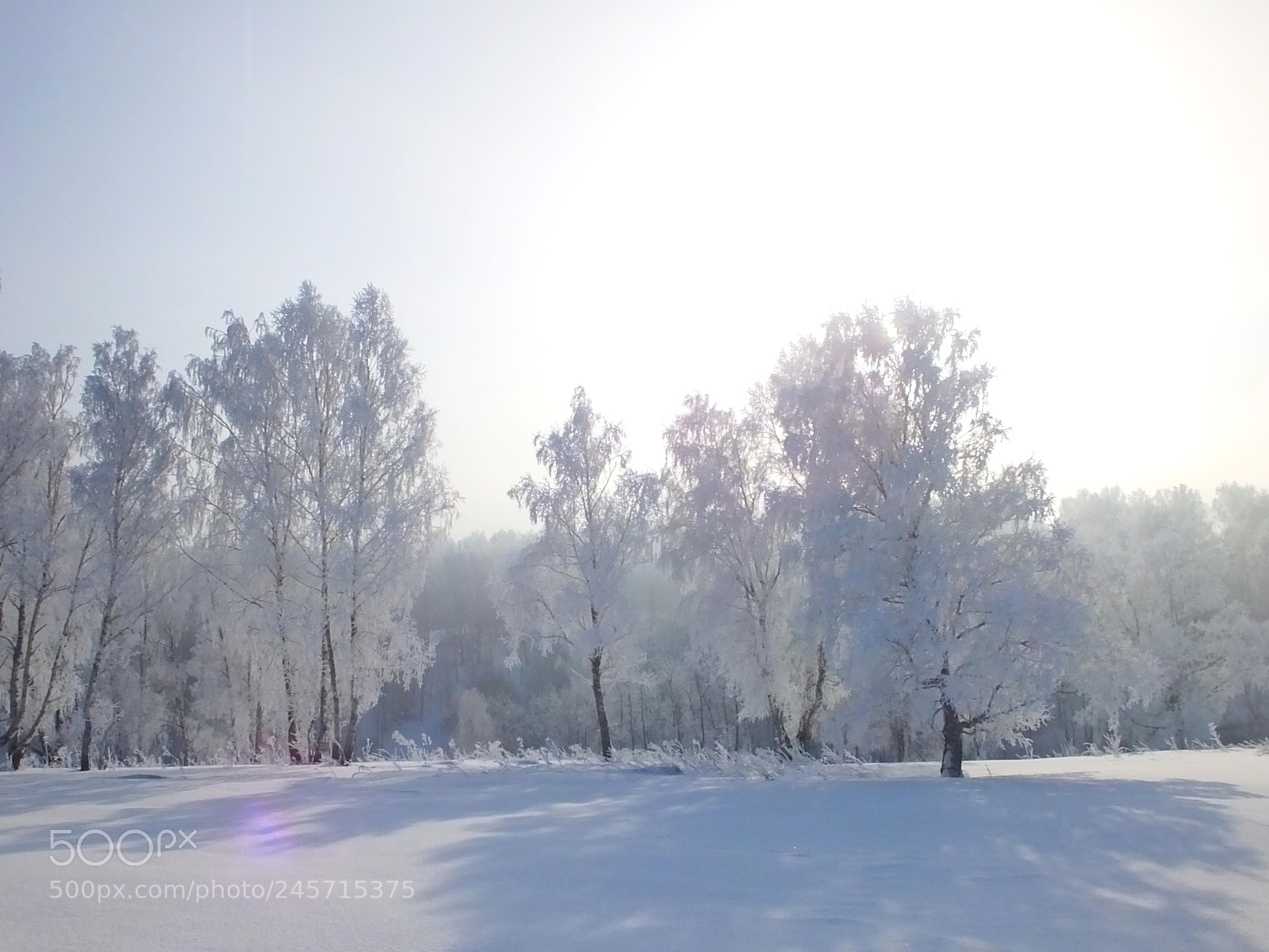 Fujifilm FinePix HS50 EXR sample photo. Winter forest photography