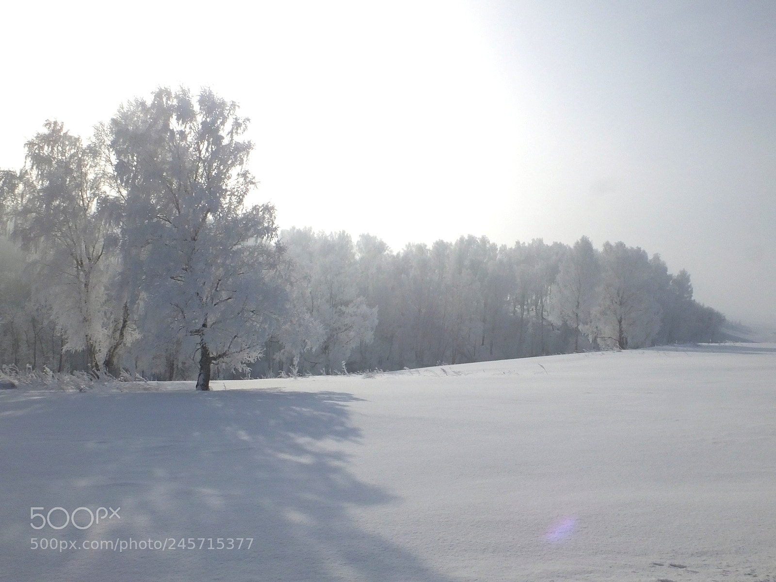 Fujifilm FinePix HS50 EXR sample photo. Winter forest photography